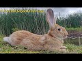 O Coelho Gigante de Flandres do Lago| Giant Rabbit