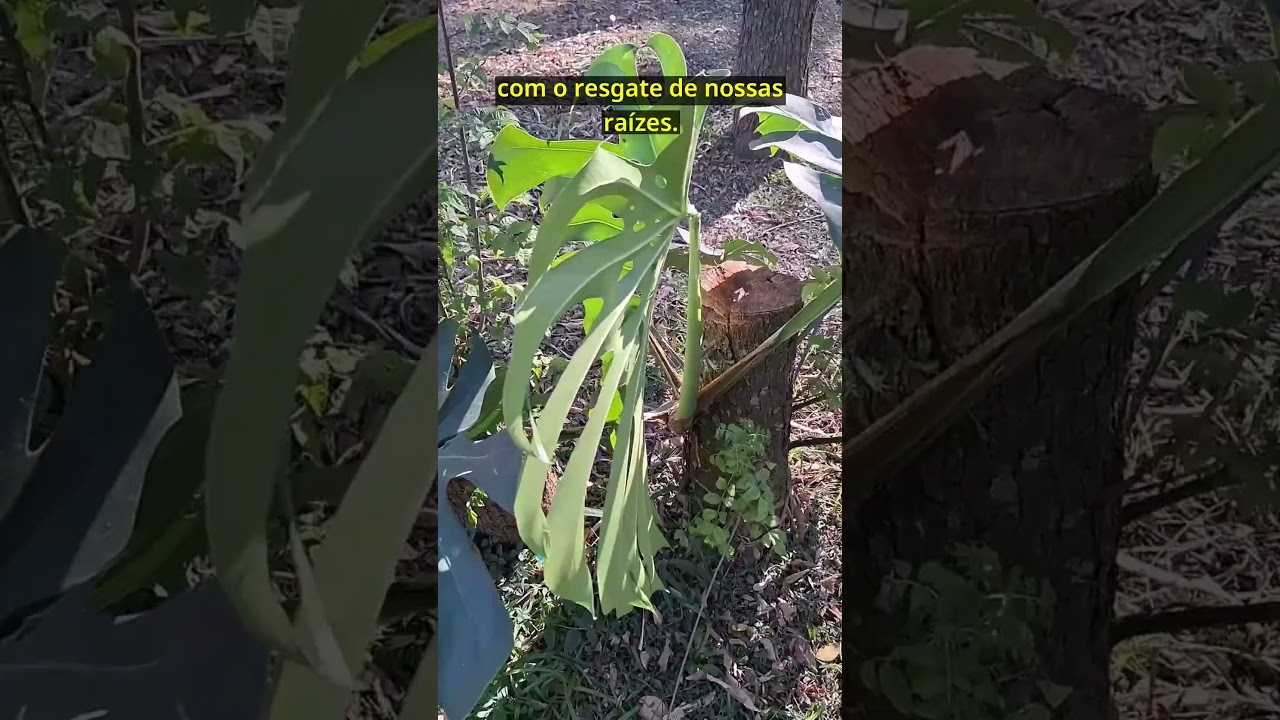 Introduzindo as NOVAS RAIZES