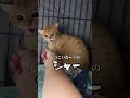 チャイさんの暮らし⑦。#保護猫