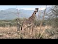 Giraffes On Our Way To OlTepesi Adventure Views Roadtrip Giraffes On Our Way To OlTepesi Adventure Views Roadtrip