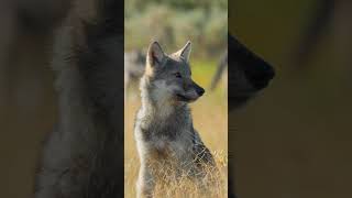 Wolf Pup And Adult Looking At Me! Curious Wolf Encounter!