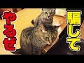 【検証】そっくりな双子猫の首輪をすり替えたら飼い主は何秒で気づくのか！？