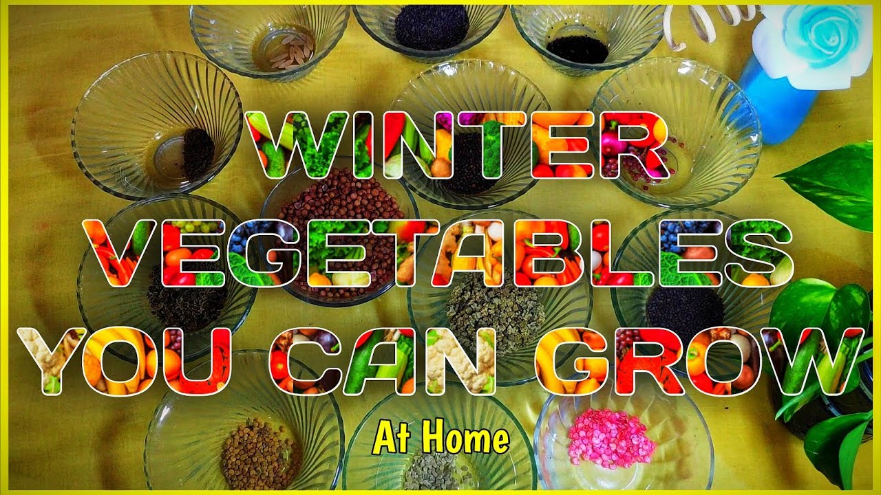 Winter Vegetables To Grow At Home In Pots (Hindi) | Best Vegetables To Grow In Winter |You Must Grow