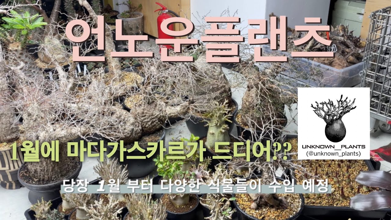 언노운 플랜츠 1월에 마다가스카르 드디어?????