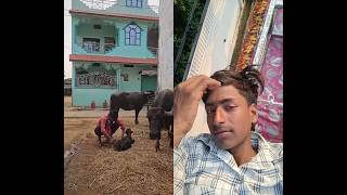 #Buffalo #Gaon #kisan #kisanbhai #gaonwale #byesh