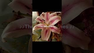 🌸 #recommended#aesthetic#pinterest#trendingshorts#viralvideo#explorepage#fypyoutube#explorepage#fypシ