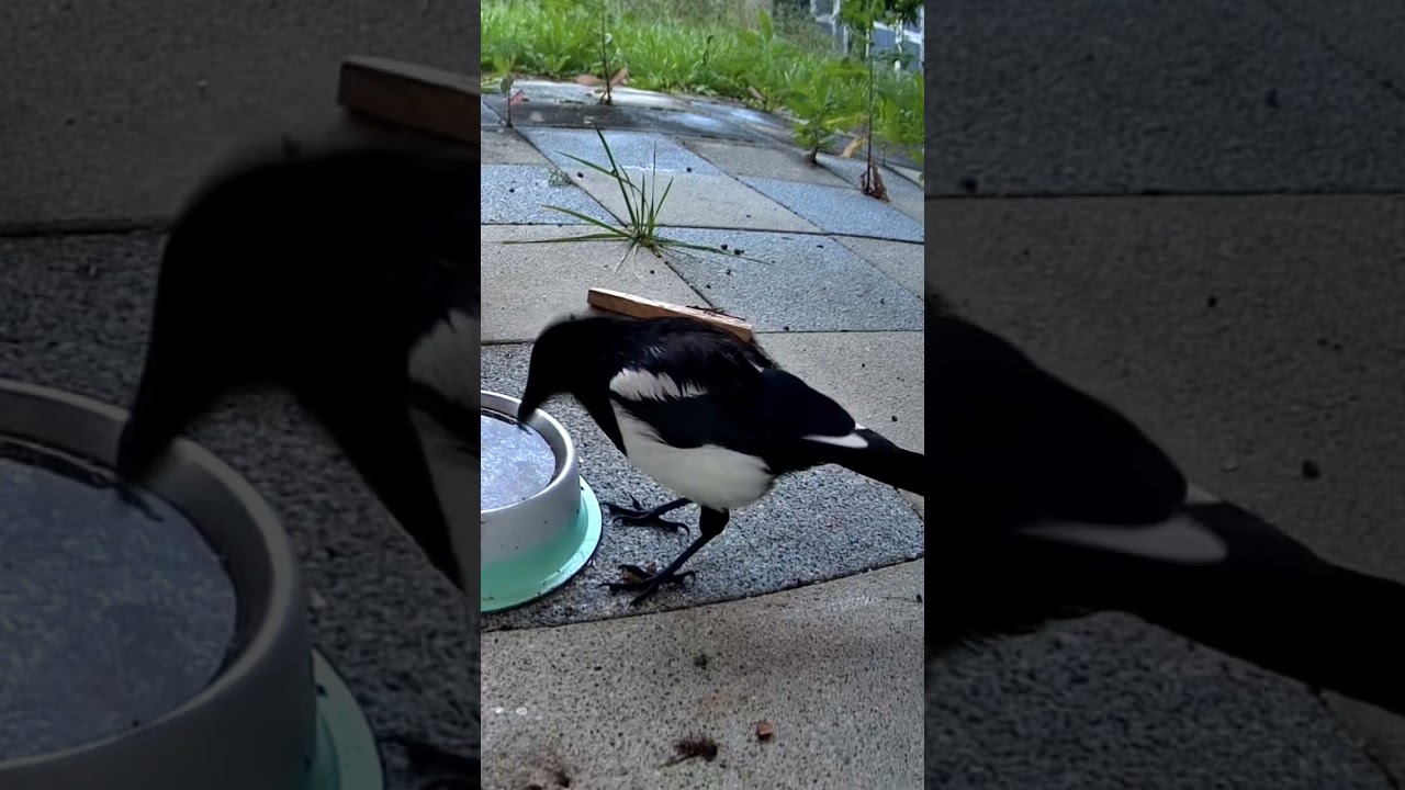 magpie drinking 