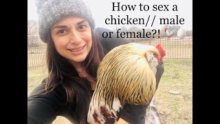 Rooster sex