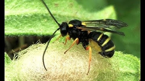 NOUVELLE ESPÈCE : Thibetoides aprosthemae ex cocoon Aprosthema tardum