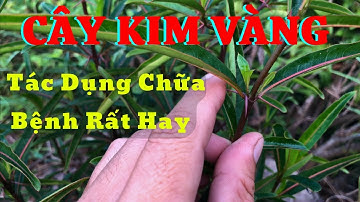 Công Dụng Cây Kim Vàng Với Những Bài Thuốc Nam Chữa Bệnh Rất Hay