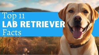 11 Labrador Retriever Facts You MUST Know Before You Own One #labradorretriever