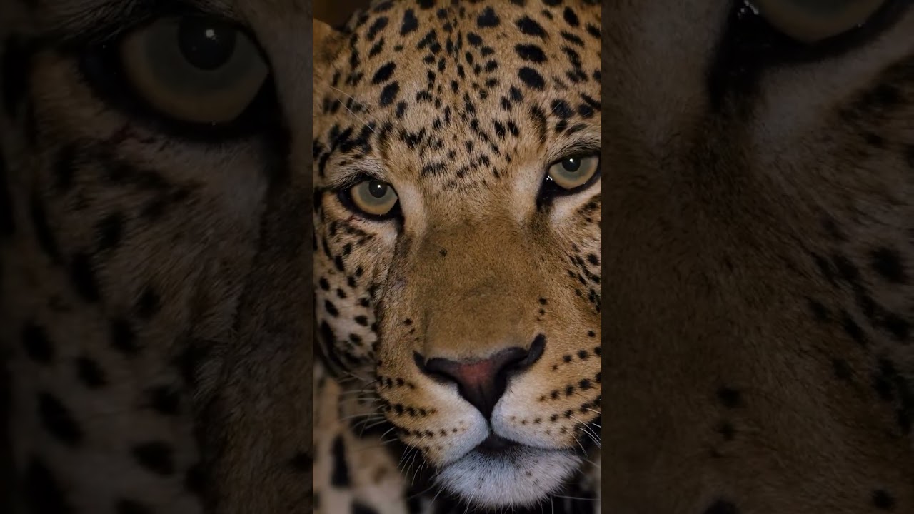 Face to Face With a Leopard | Unforgettable Safari Moment