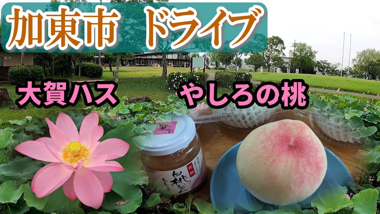 激しぶ食堂のスタミナラーメン/幻の  やしろの桃/大賀ハス