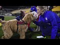 When puppies meet USWNT