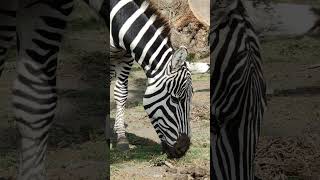 Zebra grazing 🦓