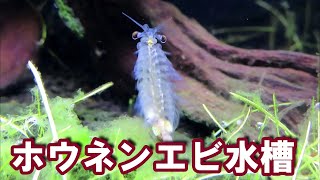 【ホウネンエビ/アクアリウム】観察しやすいガラス製自作水槽にホウネンエビを導入する。/ブラインシュリンプの仲間