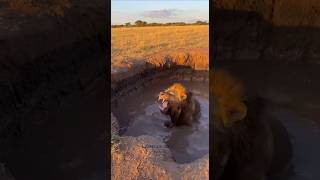 Nature just flipped the script 😳, the lion didn't expect this