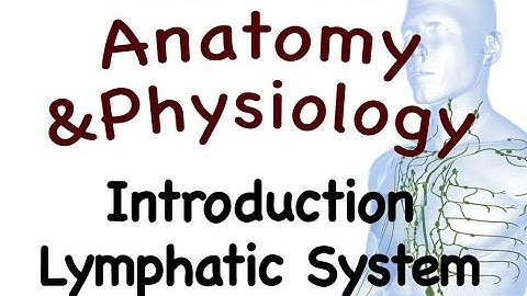 Lymphatic System : Introduction To The Lymphatic System (15:01)