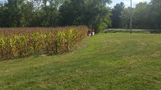 Picking corn since i had to kill a couple of hours today