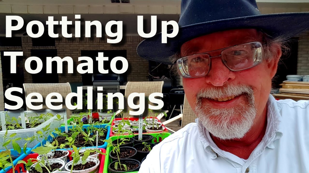 Potting Up Tomato Seedlings YouTube