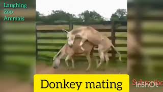 Donkey mating_donkey تزاوج الحمار مع القرد