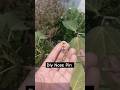 DIY Nose Pin😱/Traditional one#viral #ytshorts #shots#diy#handmade #shotsvideo #nosepin#crafteraditi