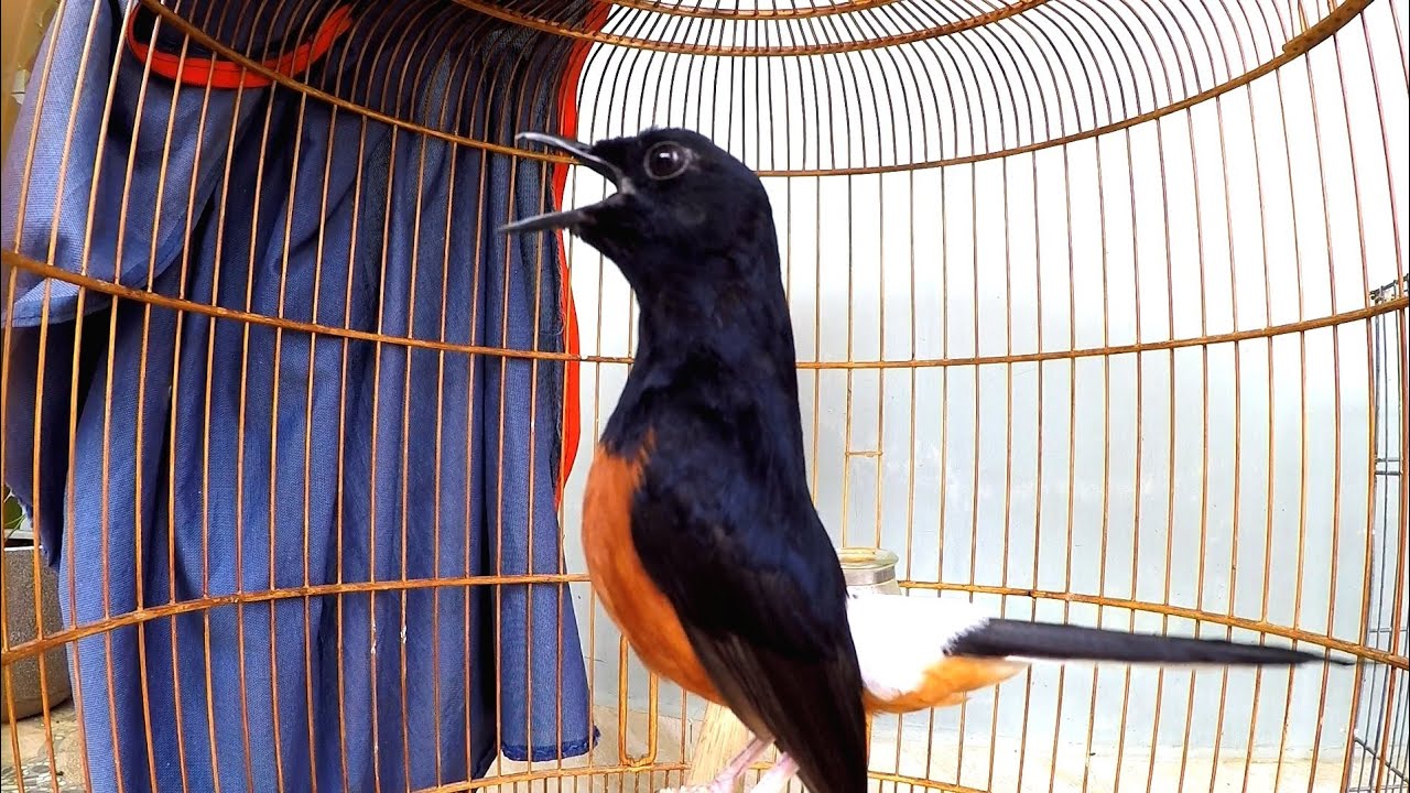 Chích Chòe Lửa - Loài Chim Có Giọng Hót Rất Hay - Loài Vật