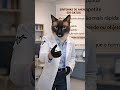 Você sabe como identificar anemia em gatos?