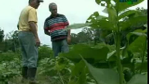 O que plantar em várzea?