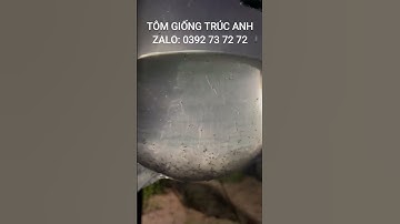 Tôm giống Cà Mau, giao tôm anh Tháo K12