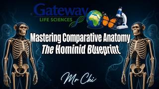 Mastering Comparative Anatomy   The Hominid Blueprint