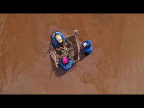 Video: Los manglares son una creación única de la naturaleza