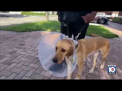 Vets release Miami Gardens police dog