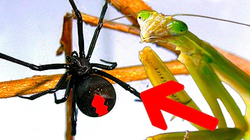 Deadly Spider Vs Giant Praying Mantis Part 2 Educational Spider Study