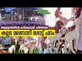 Features of kollam malabari goat farm  haritham sundaram ep 419