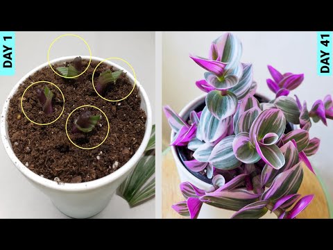 Video: Mikania House Plants - Ինչպես աճեցնել պլյուշ խաղողի բույսեր