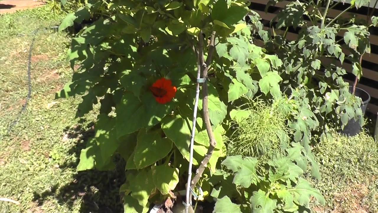 Cottage Living: Garden Vlog, Tropical Storm