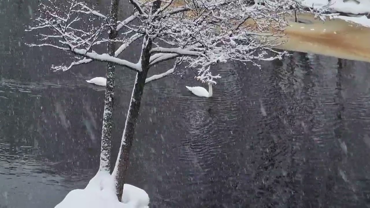 Knölsvan | Cygnus olor | Mute Swan - Gavleån, Ludvigsberg, Valbo, Gstr, 2023-12-30