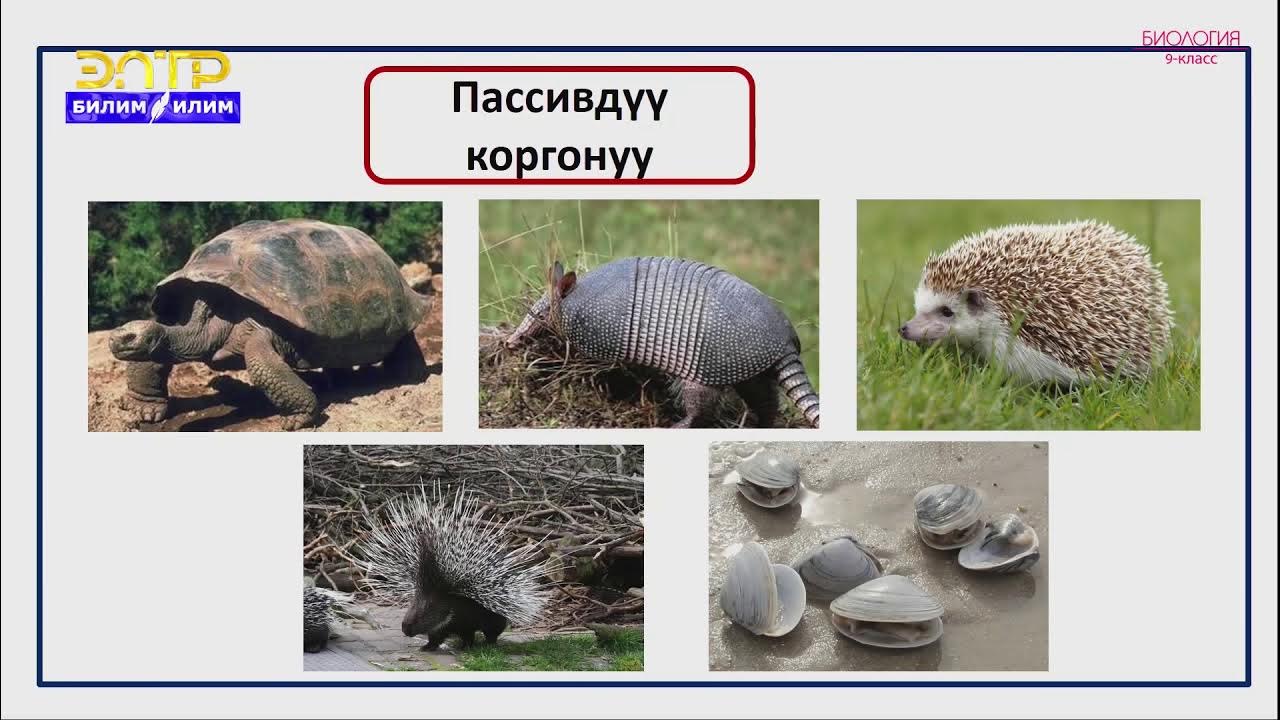 Тәжік секс tj