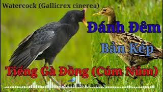 Tiếng Gà Đồng (Cúm Núm) Bản Kép Đánh Đêm, Cực Nhạy Với Gà Tơ - Water Cock Call Song | Kênh Bẫy Chim
