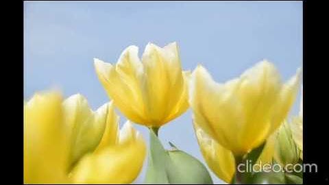 المصحف المعلم مشارى راشد ترديد اطفال جزء عم سورة التكوير