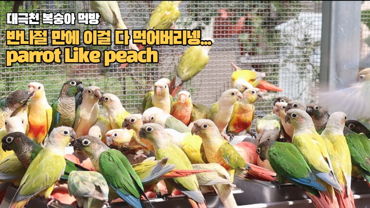 복숭아 🍑 1개 만원? 잘먹어서 좋긴한데ㄷㄷ