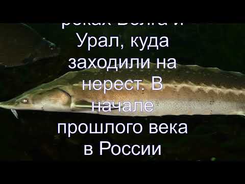 Интересные факты об осётре