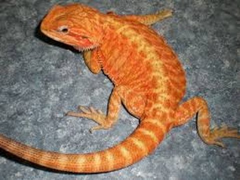 How Much Does A Bearded Dragon Cost At Petsmart : Petsmart.com provided