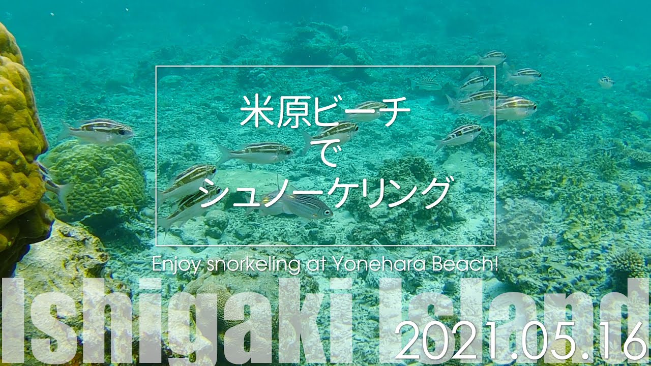 21 05 16 米原ビーチでシュノーケリング 石垣島 Youtube