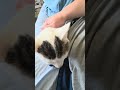 petting this cat