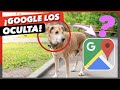 ¿Por qué GOOGLE MAPS OCULTA la cara de los PERROS? ¿PRIVACIDAD o algo más? 😰