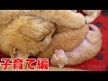 赤ちゃんを身ごもった野良猫親子の保護記録②　出産から子育て