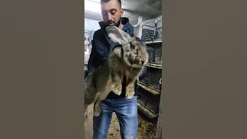 اضخم ارنب الماني عملاق في فلسطين في مزرعة المختار 