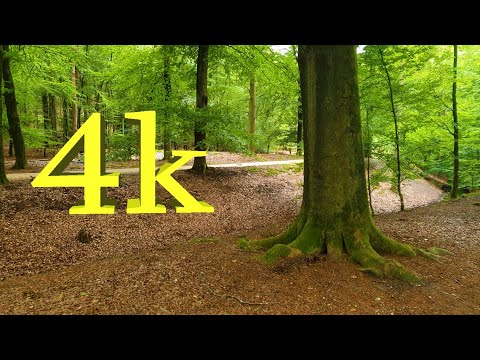 4k walking forest - Relaxing Video with Nature